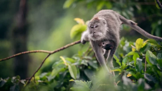 monkey-lombok-1-2
